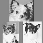 Profile Picture of Lucy🐾& Minou🐾& Xaneri🐾 (@kaltenase.warmesherz) on Instagram