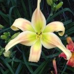 Profile Picture of Janet Felleman (@janetfelle) on Instagram