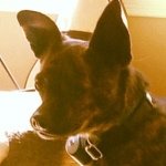 Profile Picture of 🏀⚽️🏈James🏈⚽️🏀 (@james_peluso2) on Instagram