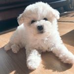 Profile Picture of 김하둥 (@haa.__.doong) on Instagram