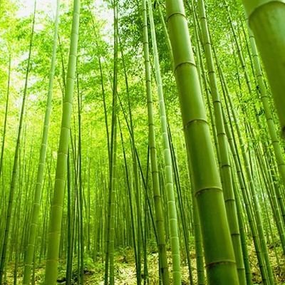 Profile Picture of Richard Phan (@PhanThanhVy11) on Twitter