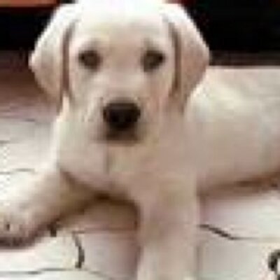 Profile Picture of Mike Manski (@MikeManski) on Twitter