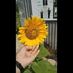 Profile Picture of @lisarahimi (@lisa_rahimy) on Instagram