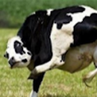 Profile Picture of Hayden Mullins (@hayden-mullins-13) on Quora