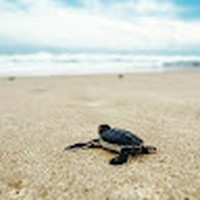 Profile Picture of Jamal Rashad (@jamal-rashad-6) on Quora