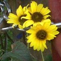 Profile Picture of Connie Wright (@connie-wright-8) on Quora