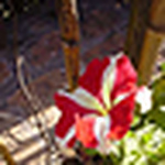 Profile Picture of Khawaja Ikram Ul Haq (@ikramulhaq_1999) on Flickr