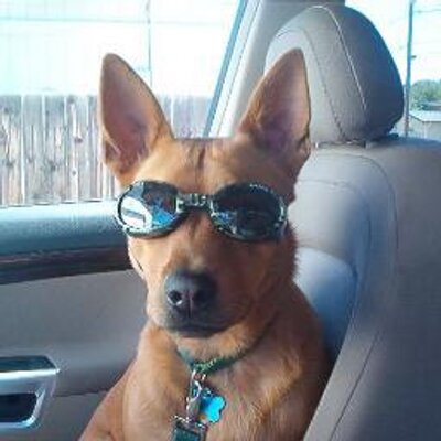 Profile Picture of Tony Larussa (@teelarussa) on Twitter