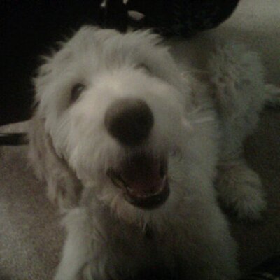 Profile Picture of Kyle Senger (@SengerKY) on Twitter