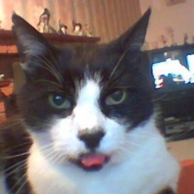 Profile Picture of Vicky Fowler (@2Smurfette) on Twitter