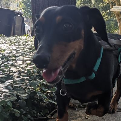Profile Picture of Run.Duncan (@RunDexterRun) on Twitter