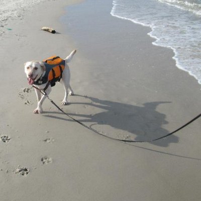 I'm A Good Dog Brent - Twitter Profile Picture of I'm A Good Dog Brent (@BeckettBrador) on Twitter