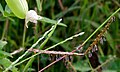 Profile Picture of Ischaemumon Wikipedia