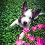 Profile Picture of Maya Wolf (@pequenalobah) on Instagram