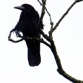 Profile Picture of Frances Ryan Artist (@francesryanartist) on Pinterest