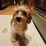 Profile Picture of Jeff Blose (@doxie_schatze) on Instagram