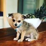 Profile Picture of Theodora Coco Hanna (@teddicoco) on Instagram