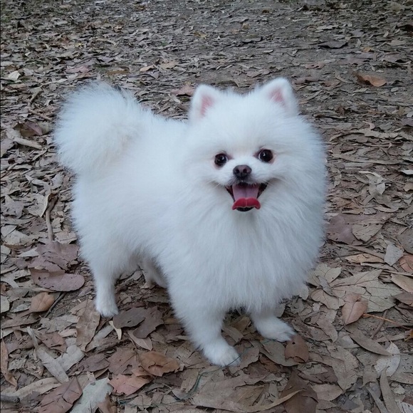 Profile Picture of Ivan Lui (@kukukobe) on Poshmark