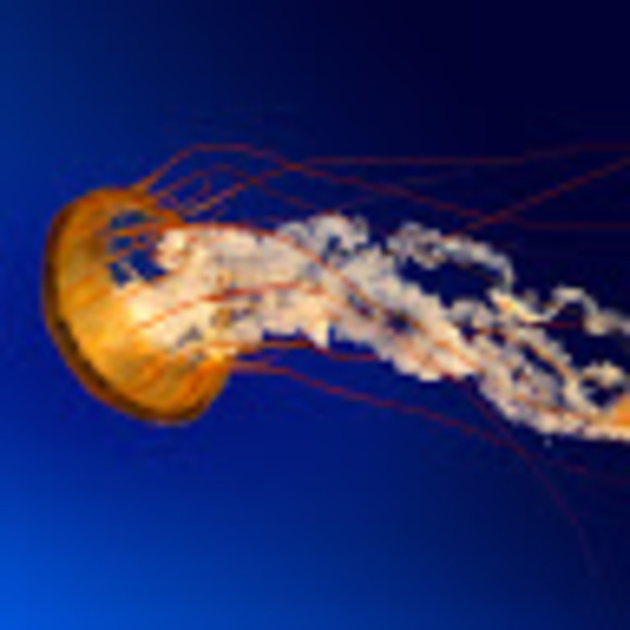 Profile Picture of Brennen Ehrmantrout (@oducks491) on Poshmark