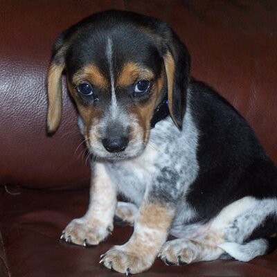 Profile Picture of Cynthia Nester (@mommyschica) on Twitter