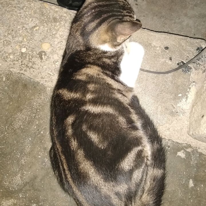 Profile Picture of gregory.azor (@vaniseazor) on Tiktok