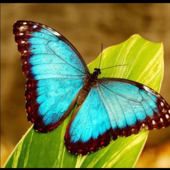 Profile Picture of Caitlyn Mackey (@caitlyn_rose14) on Poshmark