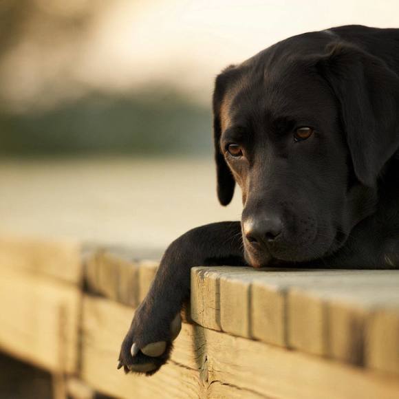 Profile Picture of Amie Higgins (@ahiggins001) on Poshmark