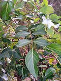 Profile Picture of Polyscias sambucifoliaon Wikipedia