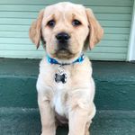 Profile Picture of Dixie Cooper (@dixie__land_delight) on Instagram
