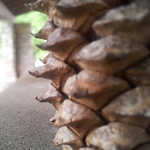 Profile Picture of Adam Perez (@potluckpowers) on Flickr