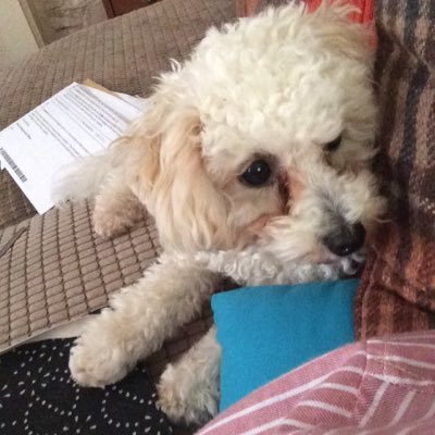 Profile Picture of Kate Carruthers (@kate1233466) on Twitter