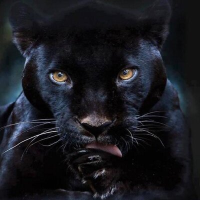 Profile Picture of Kenneth J. Bolin (@bigblkcat31) on Twitter