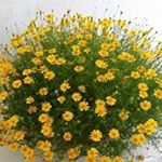 Profile Picture of Matt Leung (@mattmatt3838) on Instagram