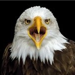 Profile Picture of Herbert Peters (@ncfel) on Instagram