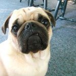 Profile Picture of Brian Gerig (@onerottenpug) on Instagram