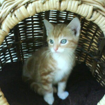Profile Picture of Kevin Bye (@ByeKeb) on Twitter
