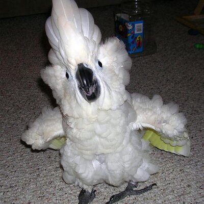 Profile Picture of Tracy Hollingsworth (@tralyn111922) on Twitter