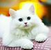 Profile Picture of Ahmed Samin (@ahmed.samin.391) on Facebook