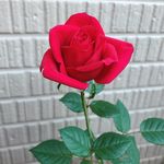 Profile Picture of Ito Tsuchitani (@yidutugu) on Instagram