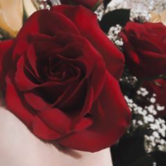 Profile Picture of Marlene Albarran (@marlenealbarran7) on Tiktok