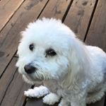 Profile Picture of Cheryl  Tritsch Wiley Spears (@cheryltritschwiley) on Instagram