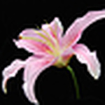 Profile Picture of Terese M Winkler (@terese m winkler) on Flickr