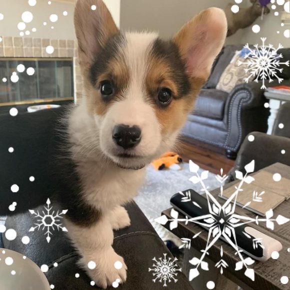 Profile Picture of David Allred (@david_allred) on Poshmark