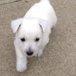 Profile Picture of Andrew Telford (@telandownage) on Instagram