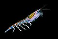 Profile Picture of Krill fisheryon Wikipedia