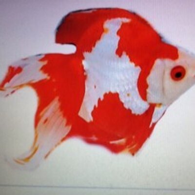 Profile Picture of Yuker's-chihuahuas (@riyoukin) on Twitter
