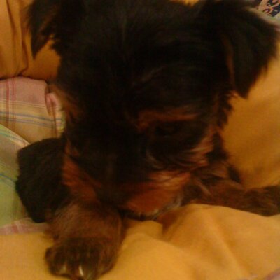 Profile Picture of Lorena Crespo (@lorenacrespo1) on Twitter