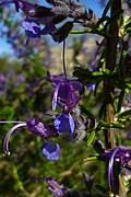 Salvia jordanii - Wikipedia Profile Picture of Salvia jordaniion Wikipedia