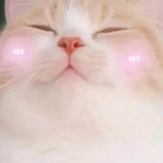 Profile Picture of user882088504902 (@llorenhines) on Tiktok
