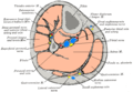 Profile Picture of Fascial compartmenton Wikipedia